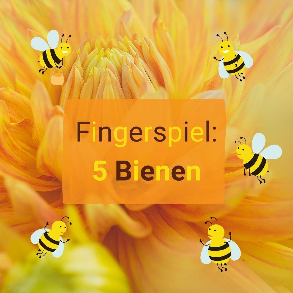 Fingerspiel: 5 Bienen