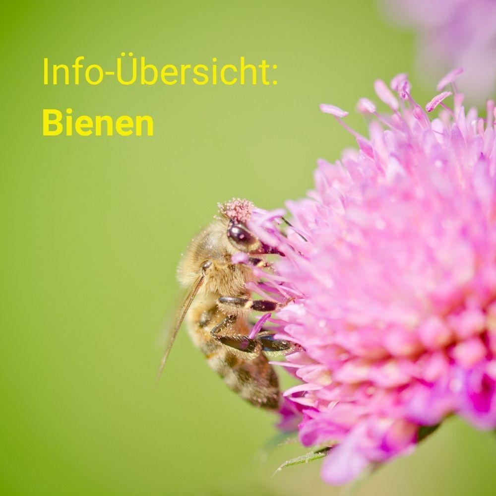 Info: Bienen Info: Bienen